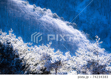 《長野県》ダイヤモンドダスト舞う・霧氷の森 74234383