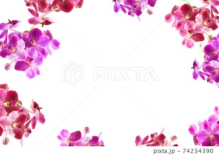 Purple orchid flowers border frame with white copy space 74234390