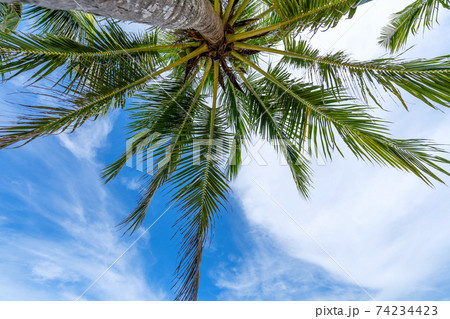 Coconut palm trees on blue sky and white clouds background as seen from below Summer and travel background concept Coconut palm trees on blue sky and white clouds background as seen from below Summer and travel background concept 74234423