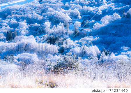《長野県》霧氷の原生林・蓼科高原 74234449