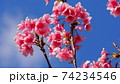 沖縄の寒緋桜（緋寒桜） 74234546