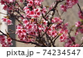 沖縄の寒緋桜（緋寒桜） 74234547