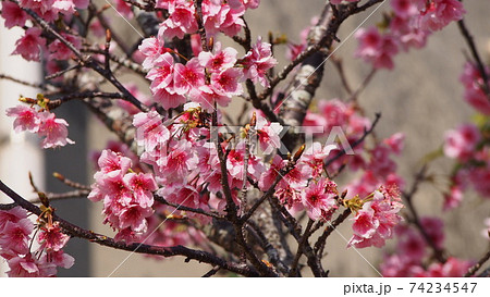 沖縄の寒緋桜(緋寒桜) 沖縄の寒緋桜(緋寒桜) 74234547