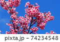 沖縄の寒緋桜（緋寒桜） 74234548