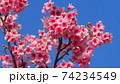 沖縄の寒緋桜（緋寒桜） 74234549
