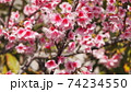 沖縄の寒緋桜（緋寒桜） 74234550
