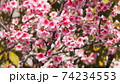 沖縄の寒緋桜（緋寒桜） 74234553