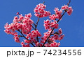 沖縄の寒緋桜（緋寒桜） 74234556