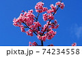 沖縄の寒緋桜（緋寒桜） 74234558