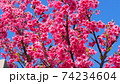 沖縄の寒緋桜（緋寒桜） 74234604