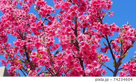 沖縄の寒緋桜（緋寒桜） 74234604