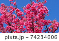 沖縄の寒緋桜（緋寒桜） 74234606