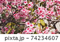 沖縄の寒緋桜（緋寒桜） 74234607