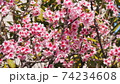 沖縄の寒緋桜（緋寒桜） 74234608