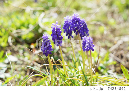 ムスカリ ムスカリ 74234842