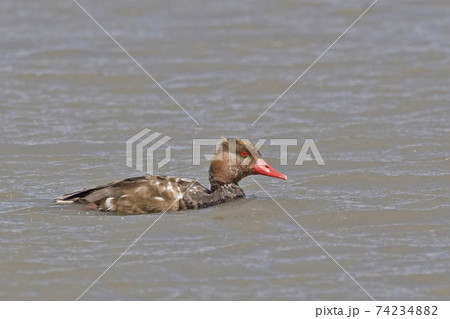 Male Red-crested Pochard, Netta rufina, resting on the water 74234882