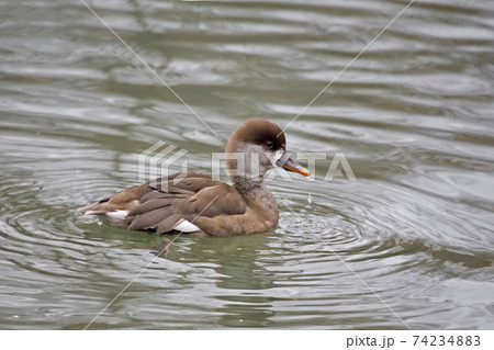 Female Red-crested Pochard, Netta rufina, on the water 74234883