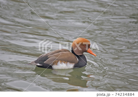 Male Red-crested Pochard, Netta rufina, on the water 74234884