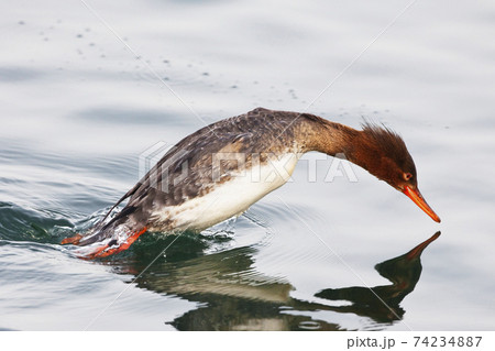 Female Red-breasted Merganser, Mergus serrator, in midst of a dive 74234887
