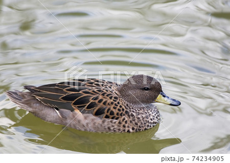 Close up view of a Yellow-billed Teal, Anas flavirostris Close up view of a Yellow-billed Teal, Anas flavirostris 74234905