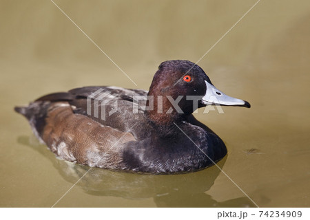 Female Southern Pochard, Netta erythrophthalma, a close view 74234909