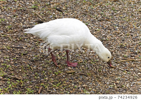 Ross's Goose, Chen rossii, relaxing in a field 74234926