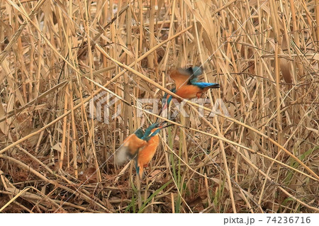 カワセミ　縄張り争い　 74236716