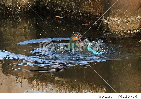 カワセミ　縄張り争い　 74236754