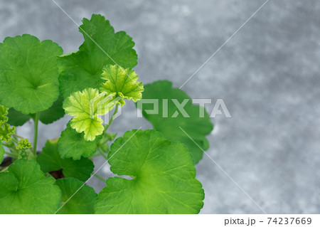 Pelargonium plant leaves on a gray background 74237669