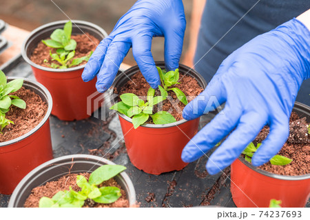 Woman gardener replanting petunia seedlings into plant pots Woman gardener replanting petunia seedlings into plant pots 74237693