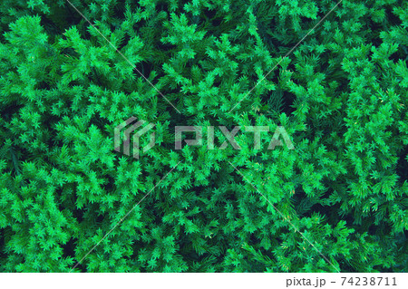 Green juniper background Green juniper background 74238711