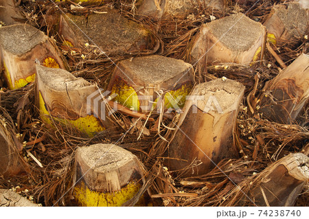 Big palm trunk 74238740