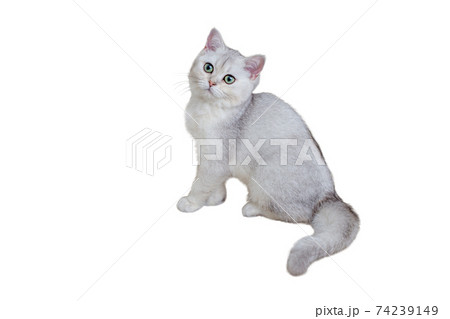 Beautiful gray kitten five months old British breed sits on a white background. 74239149