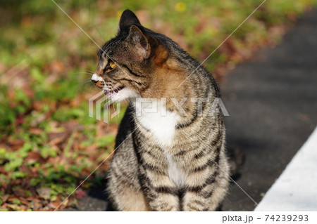 男前の若い野良猫キジトラ白のオスが颯爽と歩く けれど鳴き声は可愛いの写真素材