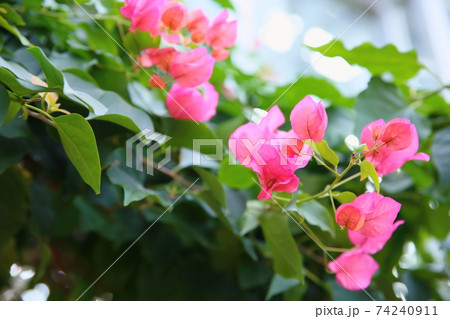 ブーゲンビレアの花 ブーゲンビレアの花 74240911