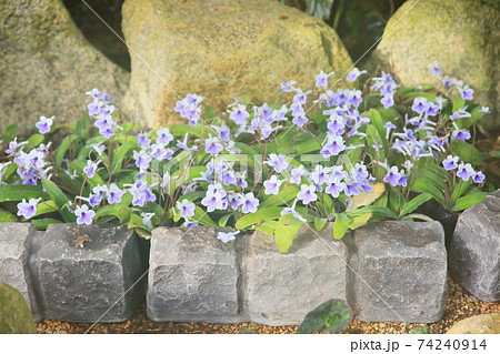 イワタバコの花 ストレプトカーパス イワタバコの花 ストレプトカーパス 74240914