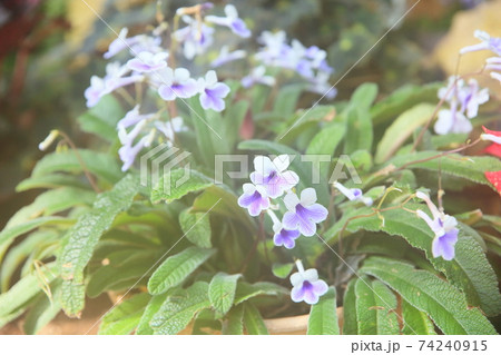 イワタバコの花 ストレプトカーパス イワタバコの花 ストレプトカーパス 74240915