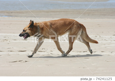 Shepherd the beach Shepherd the beach 74241125