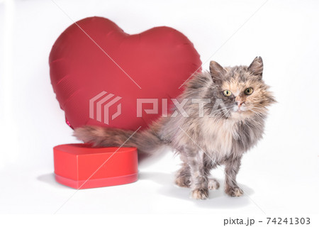 happy valentine's day three-legged fluffy tricolor cat looks into the camera with red heart-shaped balloon 74241303