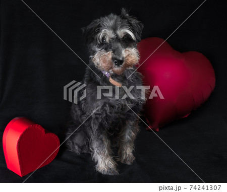 happy valentine's day miniature schnauzer breed dog with a heart-shaped balloon on a black background happy valentine's day miniature schnauzer breed dog with a heart-shaped balloon on a black background 74241307