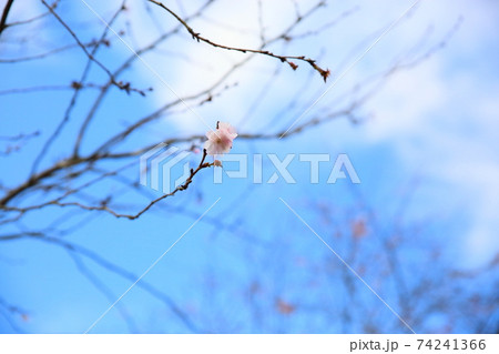 桜の花　アーコレード 74241366