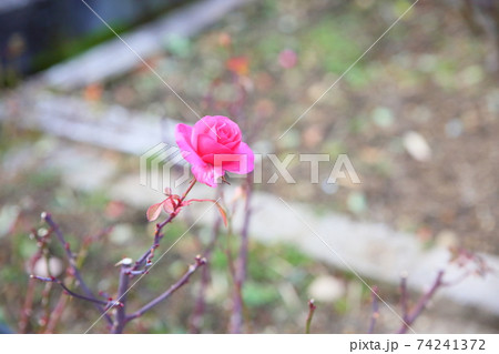 バラの花　エルベーション 74241372