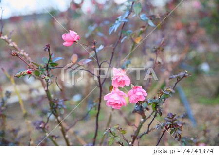 バラの花　レザムールドペイネ 74241374