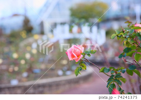 バラの花　アプリコットネクター 74241375