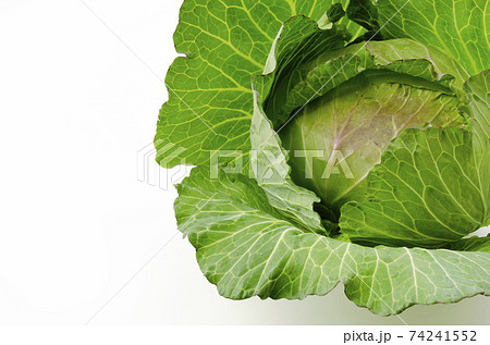 キャベツ キャベツ 74241552