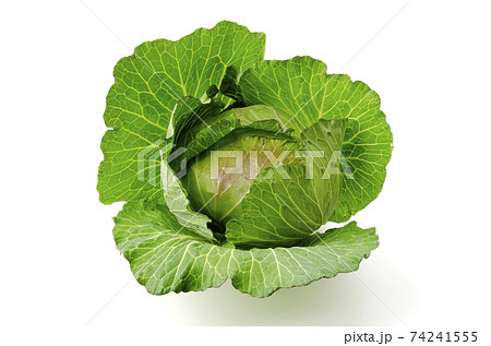 キャベツ キャベツ 74241555