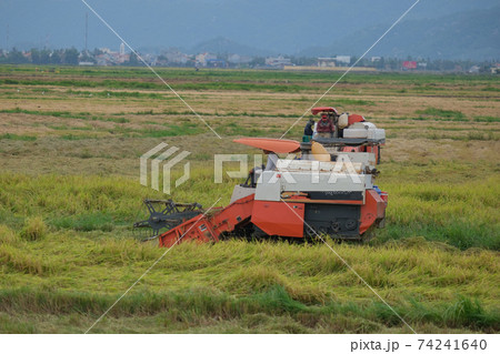 The farmer is working in the field with a harvester. Kombain collects on the rice field crop. Agricultural machinery in the field, people use the industrial reaper, combine Harvester cut rice plants 74241640