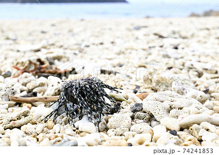 奄美大島の海岸に漂着するトックリガンガゼモドキの仲間 奄美大島の海岸に漂着するトックリガンガゼモドキの仲間 74241853