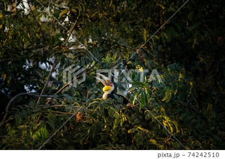Wreathed Hornbill eating fruit in tropical rainforest at Khao Yai National Park, Thailand. 74242510