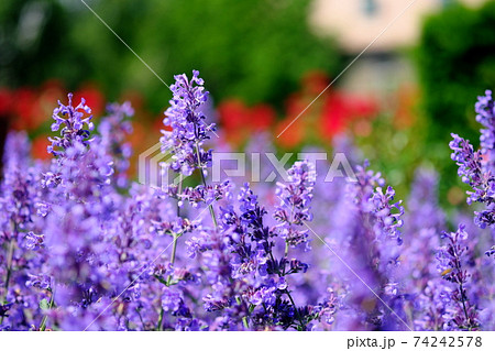 咲き誇る花 咲き誇る花 74242578